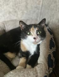 Lost Female Cat last seen Stewie Skate Park, Spring Hill, FL 34606
