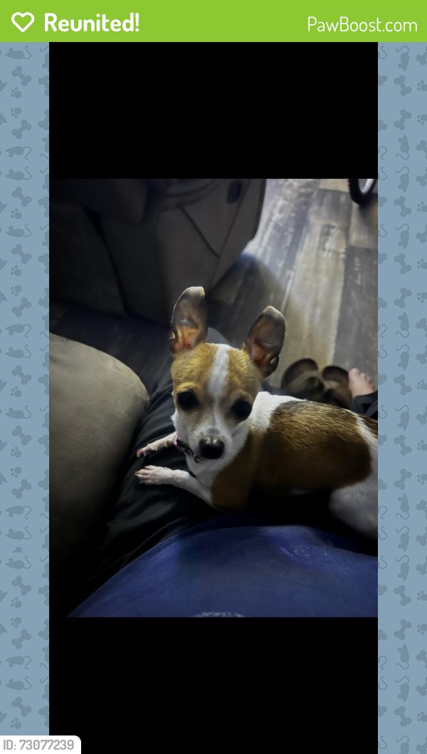 Reunited Female Dog last seen Near Shady Forest dr, Elmendorf, TX 78112