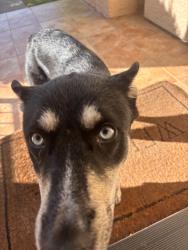 Found/Stray Unknown Dog last seen Kyle seale, Helotes, TX 78023
