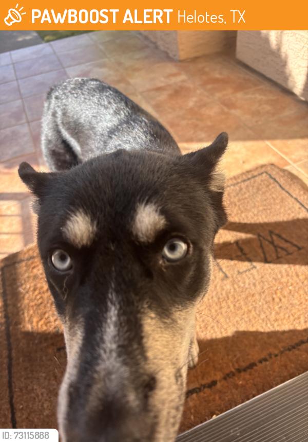 Found/Stray Unknown Dog last seen Kyle seale, Helotes, TX 78023