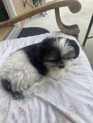 Reunited Female Dog last seen Rosita & Elenita , Tarzana , Ca 91356, Los Angeles, CA 91356