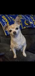 Reunited Female Dog last seen Green valley, warm springs, Henderson, NV 89014