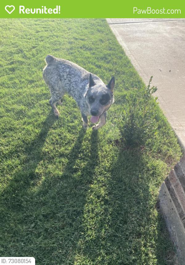 Reunited Male Dog last seen Creekside, Crowley, TX 76036