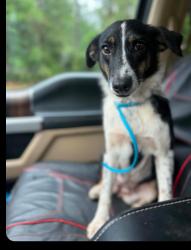 Reunited Female Dog last seen Garrett Pitt near Antioch Elementary School, Crestview, FL 32536