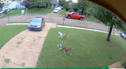 Found/Stray Unknown Dog last seen Dexter Rd Raleigh Lagrange, Memphis, TN 38016