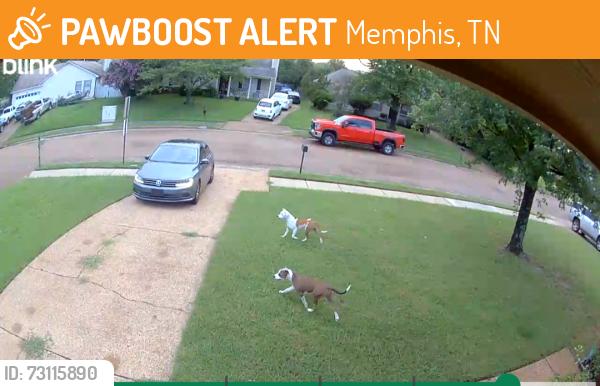 Found/Stray Unknown Dog last seen Dexter Rd Raleigh Lagrange, Memphis, TN 38016