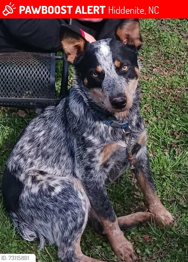 Lost Male Dog last seen Just past Hill River Rd on Sulfur Springs, Hiddenite, NC 28636