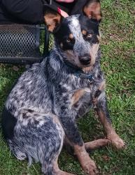 Lost Male Dog last seen Just past Hill River Rd on Sulfur Springs, Hiddenite, NC 28636