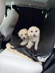 Found/Stray Female Dog last seen Near 62nd Ave Oakland CA, Oakland, CA 94605