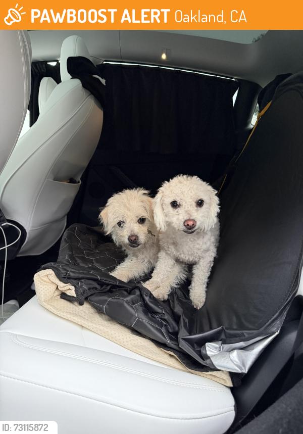 Found/Stray Female Dog last seen Near 62nd Ave Oakland CA, Oakland, CA 94605
