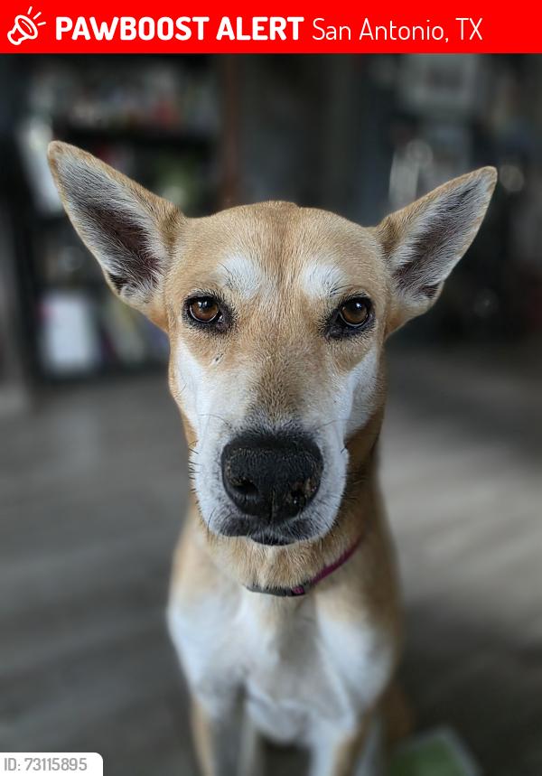 Lost Female Dog last seen Smith Elementary School, San Antonio, TX 78210