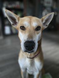 Lost Female Dog last seen Smith Elementary School, San Antonio, TX 78210