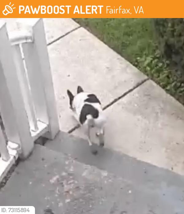 Found/Stray Unknown Dog last seen Blenheim Blvd, Fairfax, VA 22030