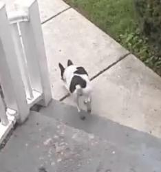 Found/Stray Unknown Dog last seen Blenheim Blvd, Fairfax, VA 22030