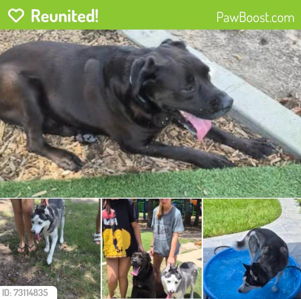 Reunited Male Dog last seen Near Will Clayton Pkwy, Humble, TX 77346, Humble, TX 77346