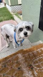 Found/Stray Female Dog last seen Willow St & Oregon Ave, Long Beach, CA 90806