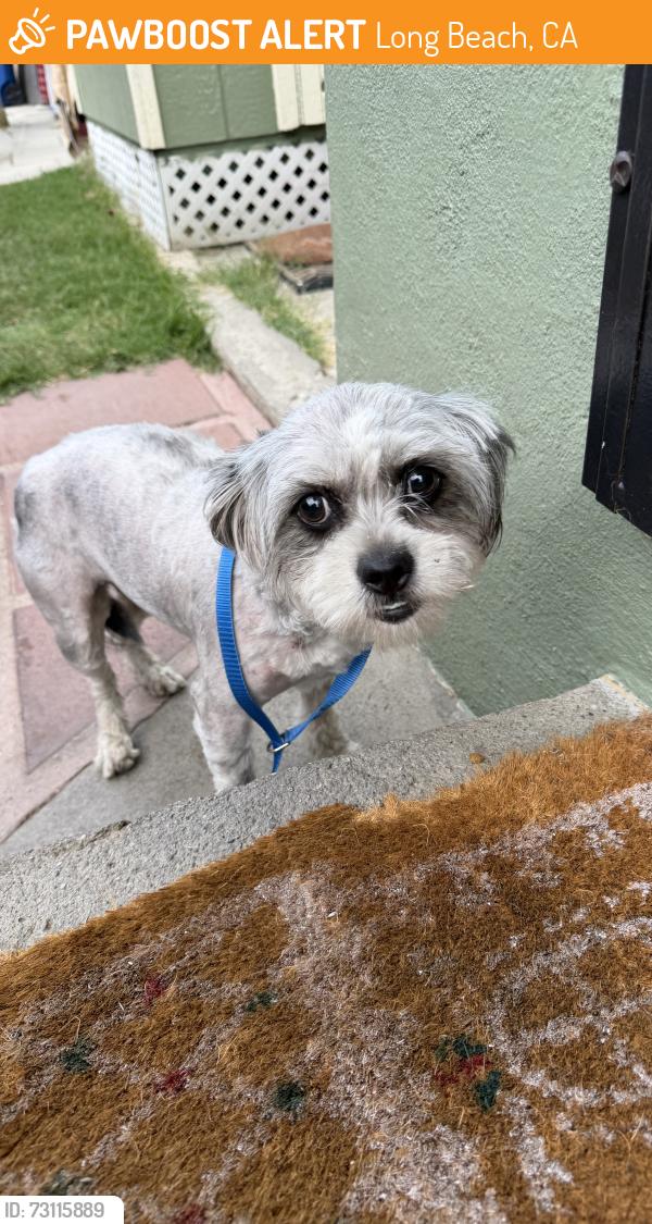 Found/Stray Female Dog last seen Willow St & Oregon Ave, Long Beach, CA 90806