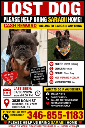Lost Female Dog last seen Near Noah St Houston, Houston, TX 77021