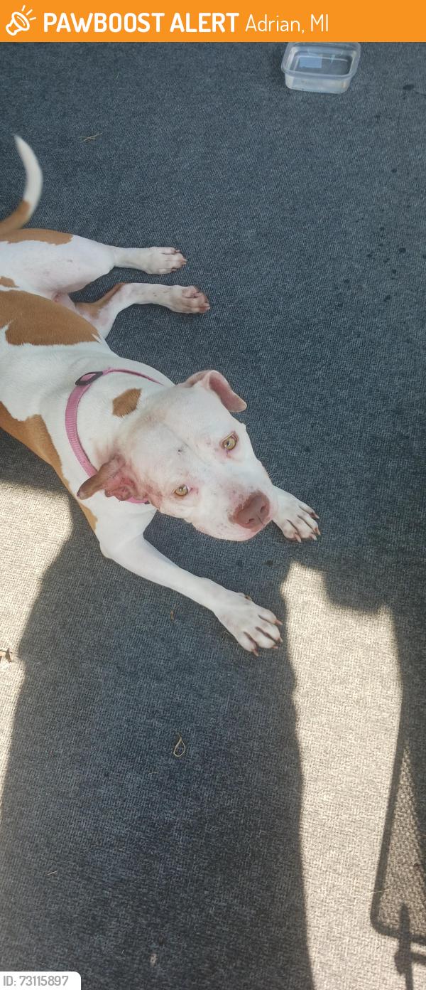 Found/Stray Female Dog last seen Hunt and Addison st, Adrian, Adrian, MI 49221