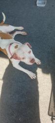 Found/Stray Female Dog last seen Hunt and Addison st, Adrian, Adrian, MI 49221