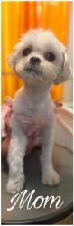 Reunited Female Dog last seen Marvine Street, Bethlehem, PA 18017
