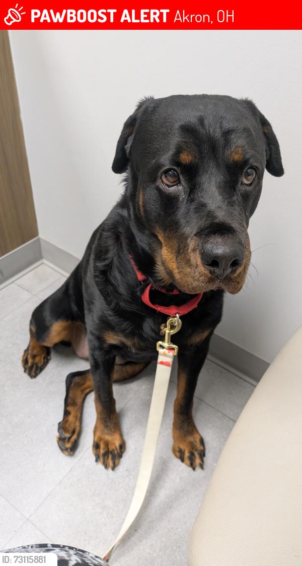 Lost Female Dog last seen Market St & Frank Blvd, Akron, OH 44313