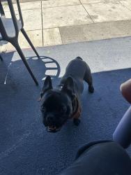 Lost Male Dog last seen Peralta st, Oakland, CA 94607