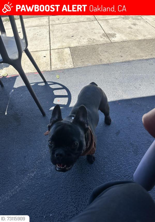 Lost Male Dog last seen Peralta st, Oakland, CA 94607