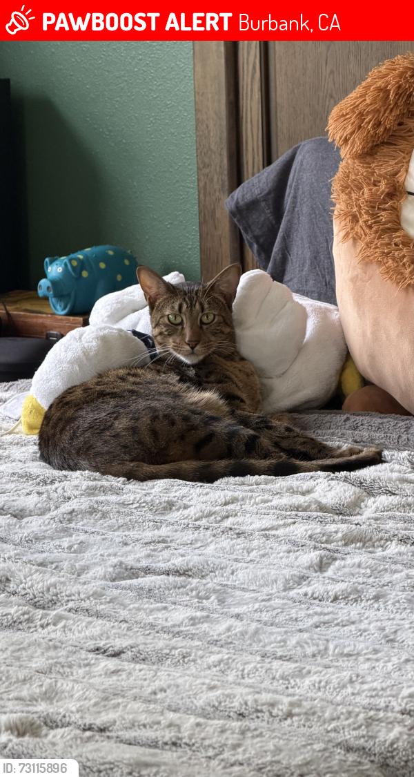Lost Male Cat last seen Pass and Clark, Burbank, CA 91505