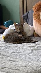Lost Male Cat last seen Pass and Clark, Burbank, CA 91505