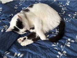 Reunited Female Cat last seen Grounded Cafe Bedminster, Bristol City, England BS3 4HL