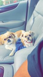 Reunited Female Dog last seen Target, Lubbock, TX 79423