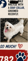 Lost Male Dog last seen Burnham, Calumet City, IL 60409