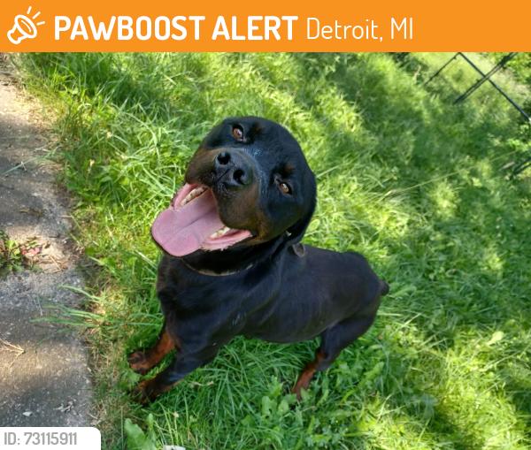 Found/Stray Male Dog last seen NW Detroit, Near Eliza Howell Park, Detroit, MI, Detroit, MI 48223