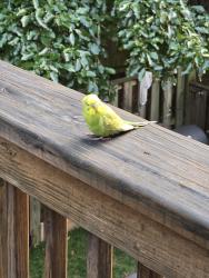 Found/Stray Female Bird last seen Gideon square, Dale City, VA 22191