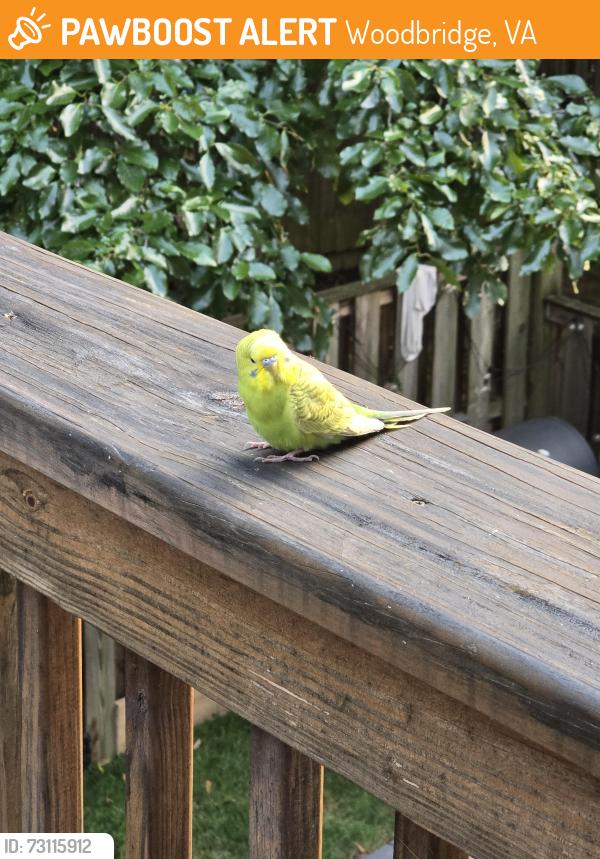 Found/Stray Female Bird last seen Gideon square, Dale City, VA 22191