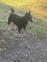 Found/Stray Male Dog last seen Freedom Park, Hanford, CA 93230