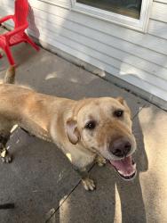 Reunited Unknown Dog last seen 23rd Street, Oakdale, MN 55128