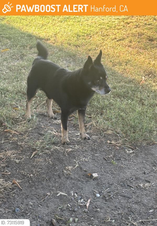 Found/Stray Male Dog last seen Freedom Park, Hanford, CA 93230