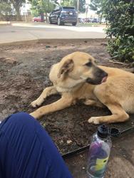 Lost Female Dog last seen Western ave, Oklahoma City, OK 73119