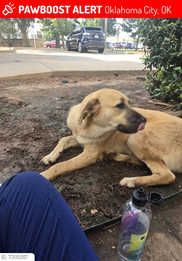 Lost Female Dog last seen Western ave, Oklahoma City, OK 73119