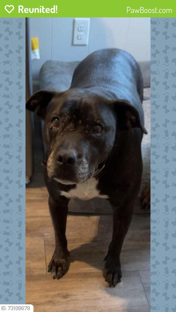 Reunited Female Dog last seen Antcliff rd and Pink st, Brooklyn, MI 49230