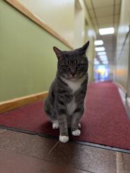 Lost Male Cat last seen Pitkin Ave & Belmont Ave , Brooklyn, NY 11207