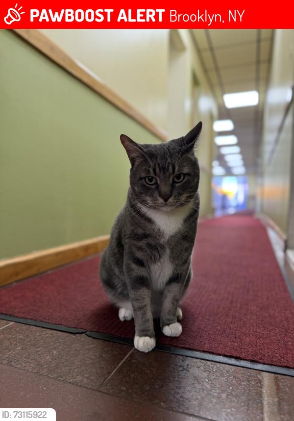 Lost Male Cat last seen Pitkin Ave & Belmont Ave , Brooklyn, NY 11207
