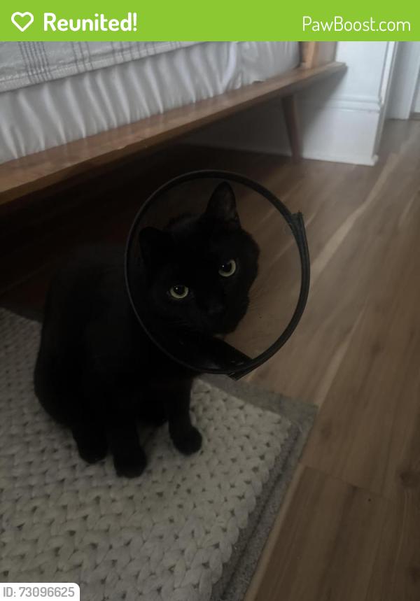 Reunited Male Cat last seen 22nd and Hoyt, Portland, OR 97210