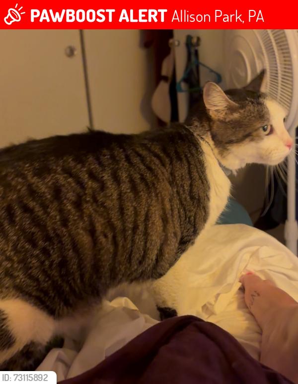 Lost Male Cat last seen Babcock Blvd., North Park Pool, Hemlock Dr., Allison Park, PA 15101