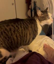 Lost Male Cat last seen Babcock Blvd., North Park Pool, Hemlock Dr., Allison Park, PA 15101