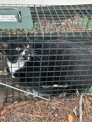 Shelter Stray Male Cat last seen Near 19th Street, VIRGINIA BEACH, VA, 23451, 341 S Birdneck Rd, Virginia Beach, VA 23451, USA