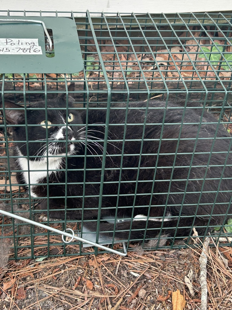 Shelter Stray Male Cat last seen Near 19th Street, VIRGINIA BEACH, VA, 23451, 341 S Birdneck Rd, Virginia Beach, VA 23451, USA