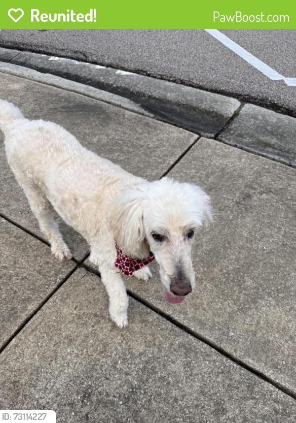 Reunited Male Dog last seen Tuscumbia and Itawamba, Collierville, TN 38017